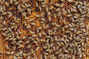 Abstract hexagon structure is honeycomb from bee hive filled photo