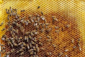 Abstract hexagon structure is honeycomb from bee hive filled photo