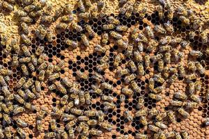 Abstract hexagon structure is honeycomb from bee hive filled photo
