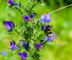 hermosa abeja alada de flores silvestres en el prado de follaje de fondo foto