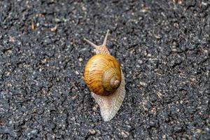 Caracol de jardín grande con concha arrastrándose por la carretera mojada date prisa en casa foto