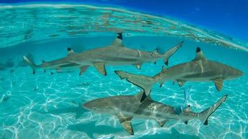 Blacktip Shark In Shallow Waters