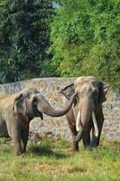 Vertical shot of two Asian wild elephant partners affectionately playing with their trunks in a grass field at a zoo photo