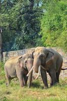 Vertical shot of two Asian wild elephant partners affectionately playing with their trunks in a grass field at a zoo photo