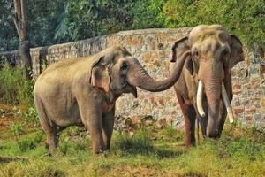 Two Asian wild elephant partners affectionately playing with their trunks in a grass field at a zoo photo