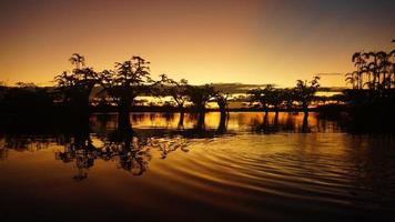 puesta de sol amarilla en el bosque inundado dentro de la laguna cuyabeno en la amazonía ecuatoriana foto