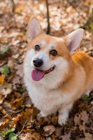 lindo perro corgi en un paseo en otoño en el bosque. foto de alta calidad