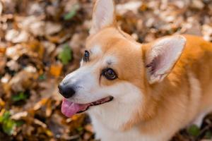 lindo perro corgi en un paseo en otoño en el bosque. foto de alta calidad