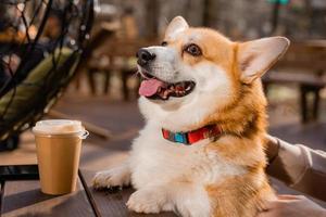 cute corgi dog on a walk in autumn in a coffee shop on the veranda drinking coffee. Dog Friendly Cafe. High quality photo