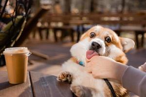 cute corgi dog on a walk in autumn in a coffee shop on the veranda drinking coffee. Dog Friendly Cafe. High quality photo