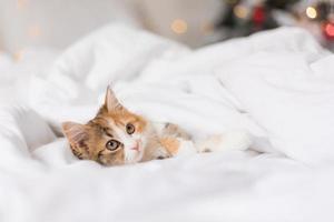 retrato de un gato durmiendo en una cama con sábanas blancas. símbolo del año. animales en casa, espacio para texto. foto de alta calidad