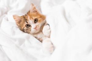 portrait of a cat sleeping in a bed with white linens. Symbol of the year. animals at home, space for text. High quality photo