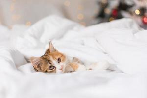 portrait of a cat sleeping in a bed with white linens. Symbol of the year. animals at home, space for text. High quality photo