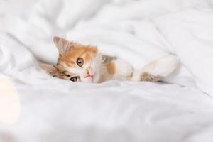 retrato de un gato durmiendo en una cama con sábanas blancas. símbolo del año. animales en casa, espacio para texto. foto de alta calidad