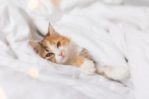 portrait of a cat sleeping in a bed with white linens. Symbol of the year. animals at home, space for text. High quality photo