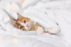 portrait of a cat sleeping in a bed with white linens. Symbol of the year. animals at home, space for text. High quality photo