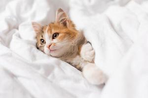 portrait of a cat sleeping in a bed with white linens. Symbol of the year. animals at home, space for text. High quality photo