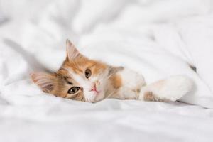 portrait of a cat sleeping in a bed with white linens. Symbol of the year. animals at home, space for text. High quality photo