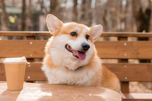 cute corgi dog on a walk in autumn in a coffee shop on the veranda drinking coffee. Dog Friendly Cafe. High quality photo