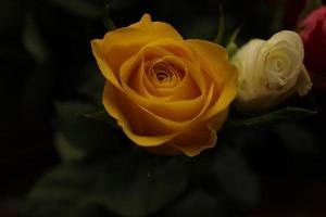 una mirada más cercana a un hilo de una rosa dentro de una casa local. Esta imagen muestra en detalle algunos patrones específicos