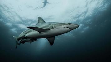 Shark Under Water photo