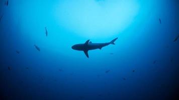 A Gray Reef Shark Is Siilhouetted photo