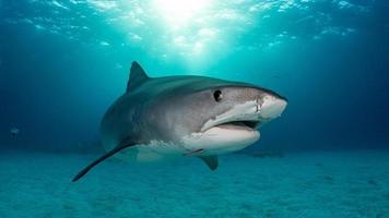 A Tiger Shark In The Shallow Water