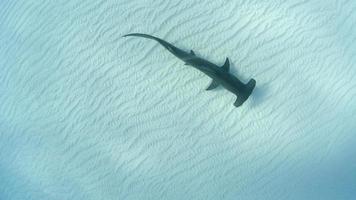 A Great Hammerhead Shark Above A  Sandy Bottom photo