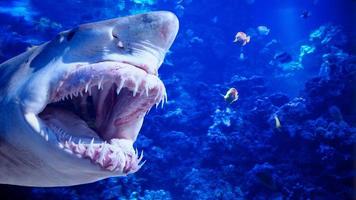 Shark Baring Its Teeth