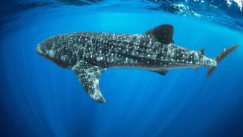 Whale Shark Swimming In The Sea