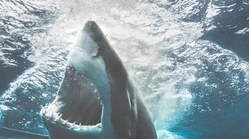 Great White Shark Attacking photo