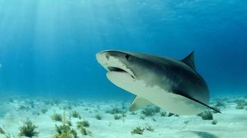 Shark In The Bahamas photo