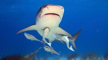 Tiger Shark With Remora photo