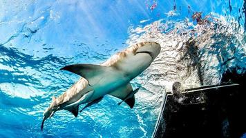 Shark In Bahamas