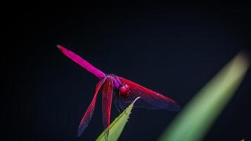 Red Dragonfly Perched On Leaf