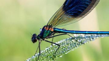 hermosa libélula con gotas de rocío en un prado foto