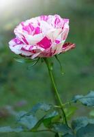flor de rosa en un jardín foto
