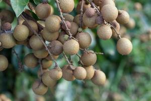 Huertos de longan - frutas tropicales young longan en lamphun, tailandia foto