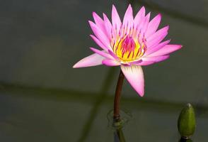 Purple lotus flower in pond photo