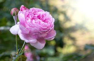 pink rose flower in a garden photo