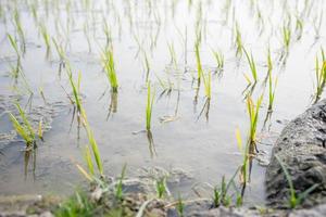 semillas de arroz para ser plantadas en los campos de arroz foto