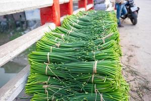 allium tuberosum fresco aislado foto