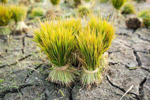 semillas de arroz para ser plantadas en los campos de arroz foto