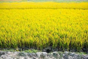 rice seeds to be planted in the rice fields photo