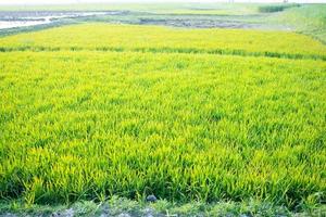 rice seeds to be planted in the rice fields photo