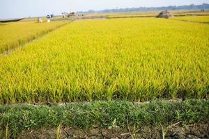semillas de arroz para ser plantadas en los campos de arroz foto