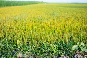 semillas de arroz para ser plantadas en los campos de arroz foto