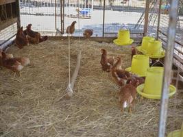 Hens on a traditional at organic farm  . copy space for text photo