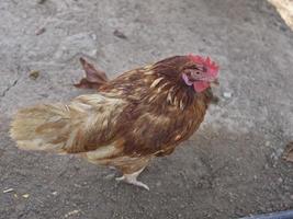 gallina en una granja orgánica tradicional. copiar espacio para texto foto