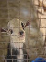 Goat in a cage on a small farm . photo